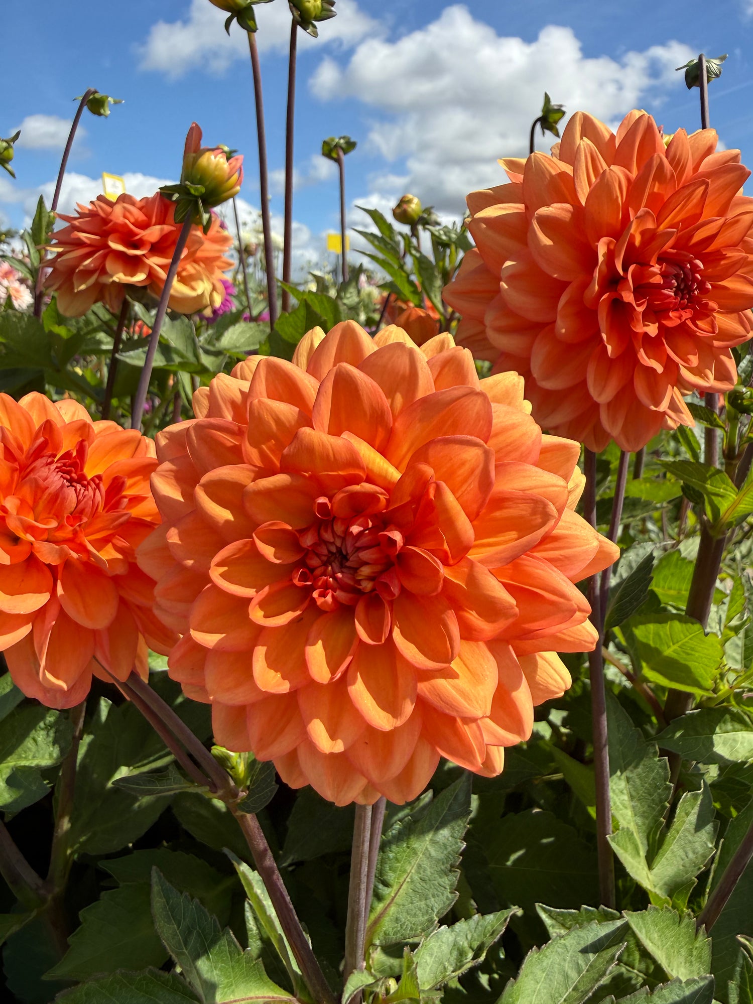 Dahlia Go Go Orange