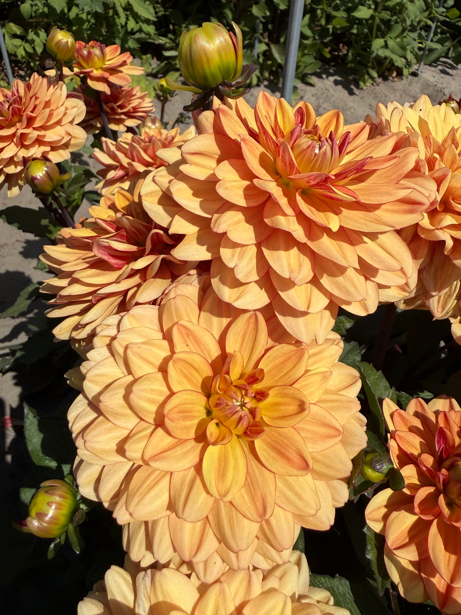Dahlia Go Go Peach