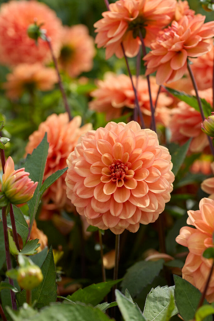 Dahlia Go Go Peach