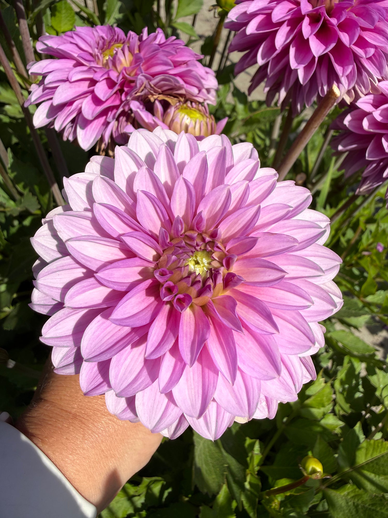 Dahlia Go Go Pink