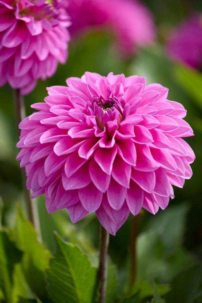 Dahlia Go Go Pink