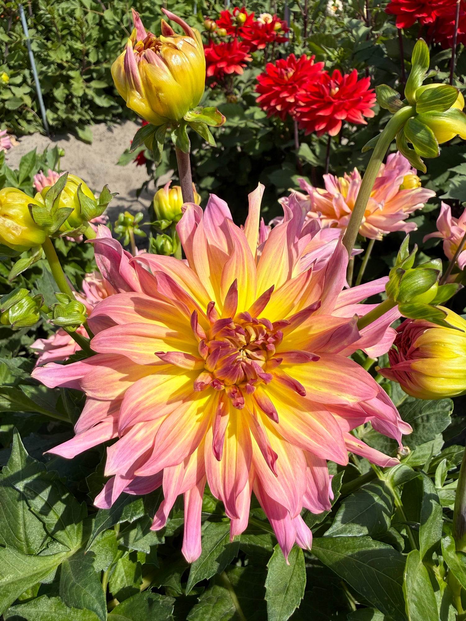 Dahlia Go Go Pink Yellow