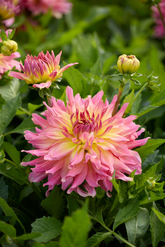 Dahlia Go Go Pink Yellow