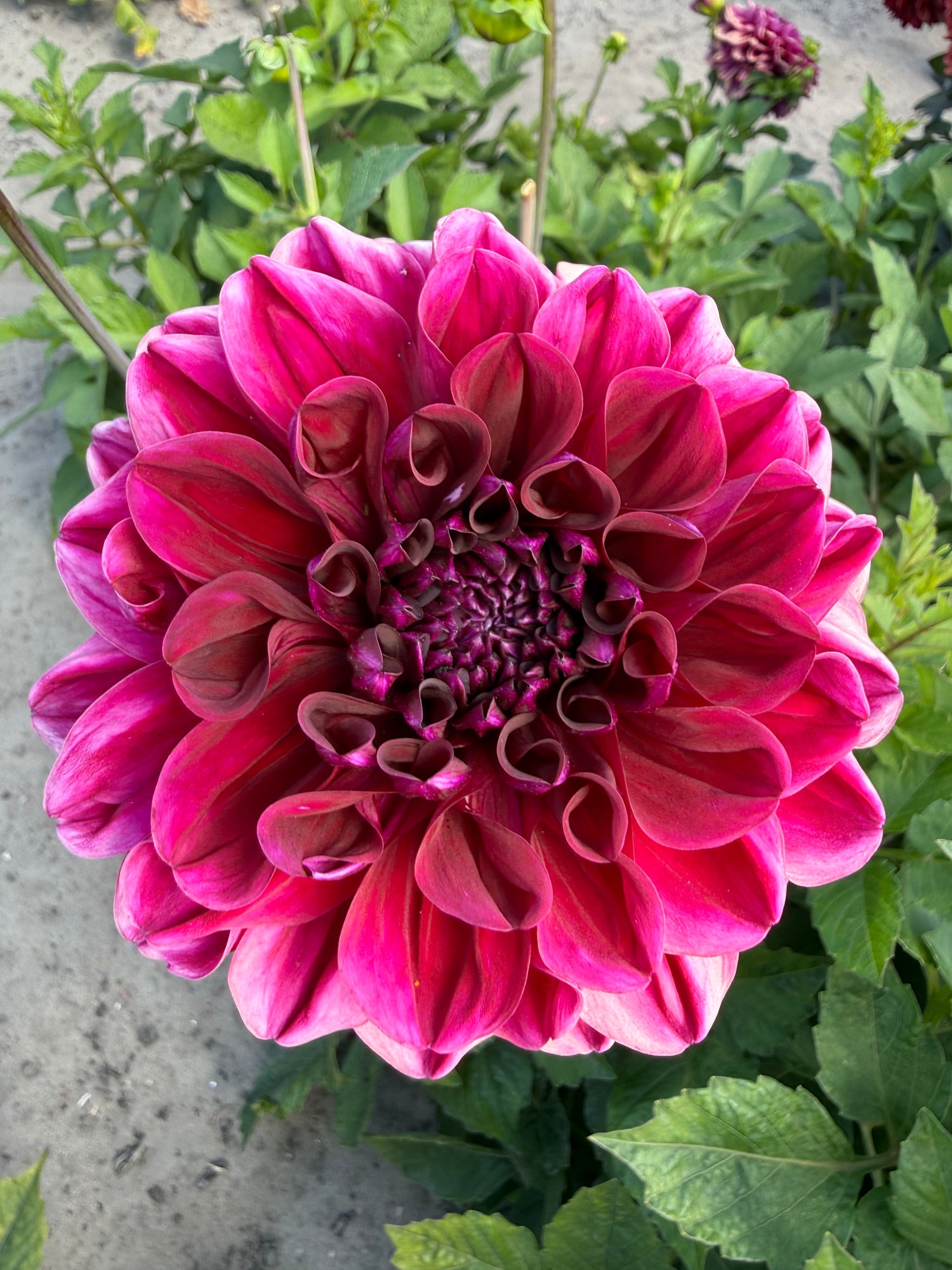 Dahlia Go Go Purple