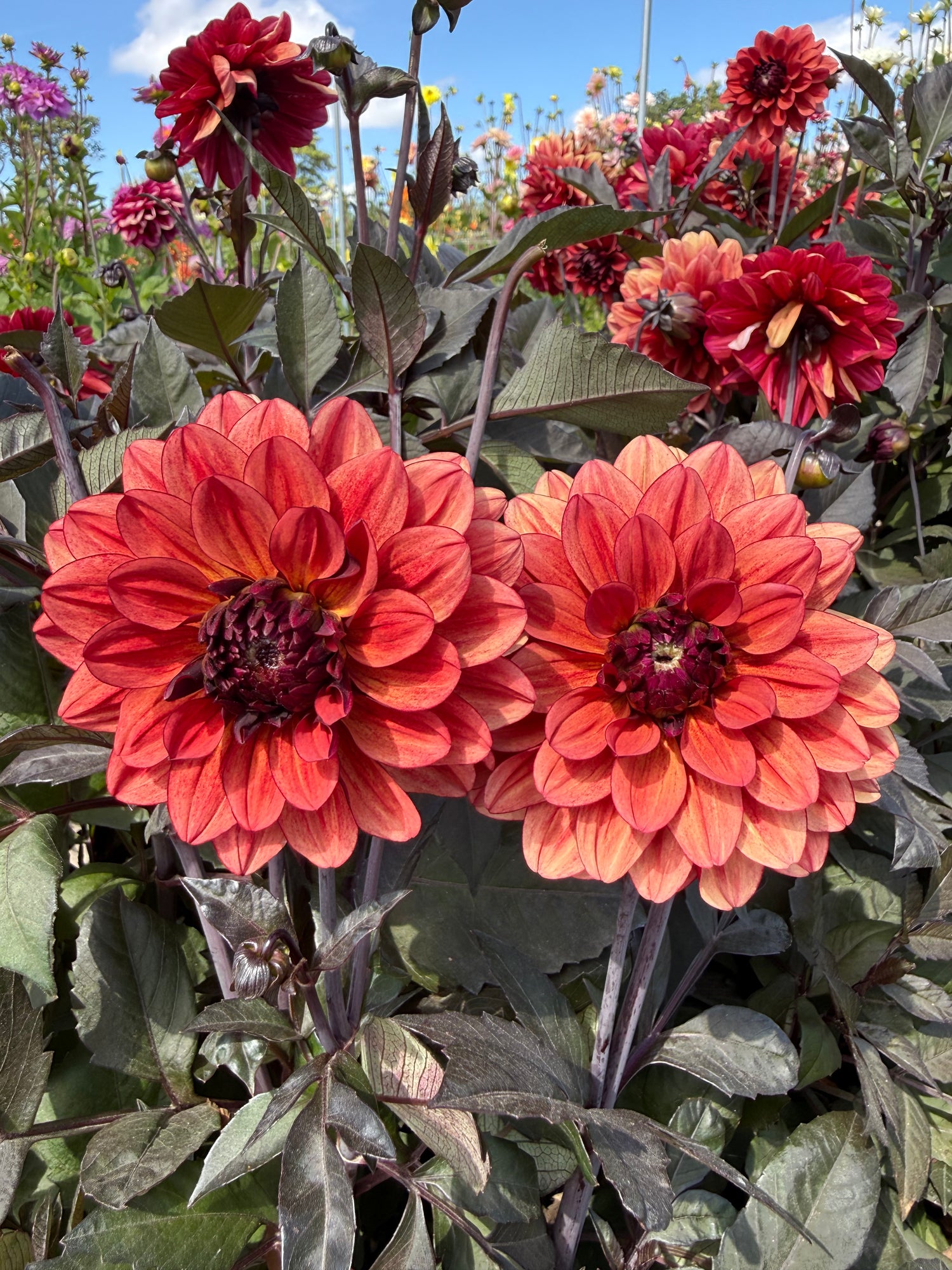 Dahlia Go Go Red