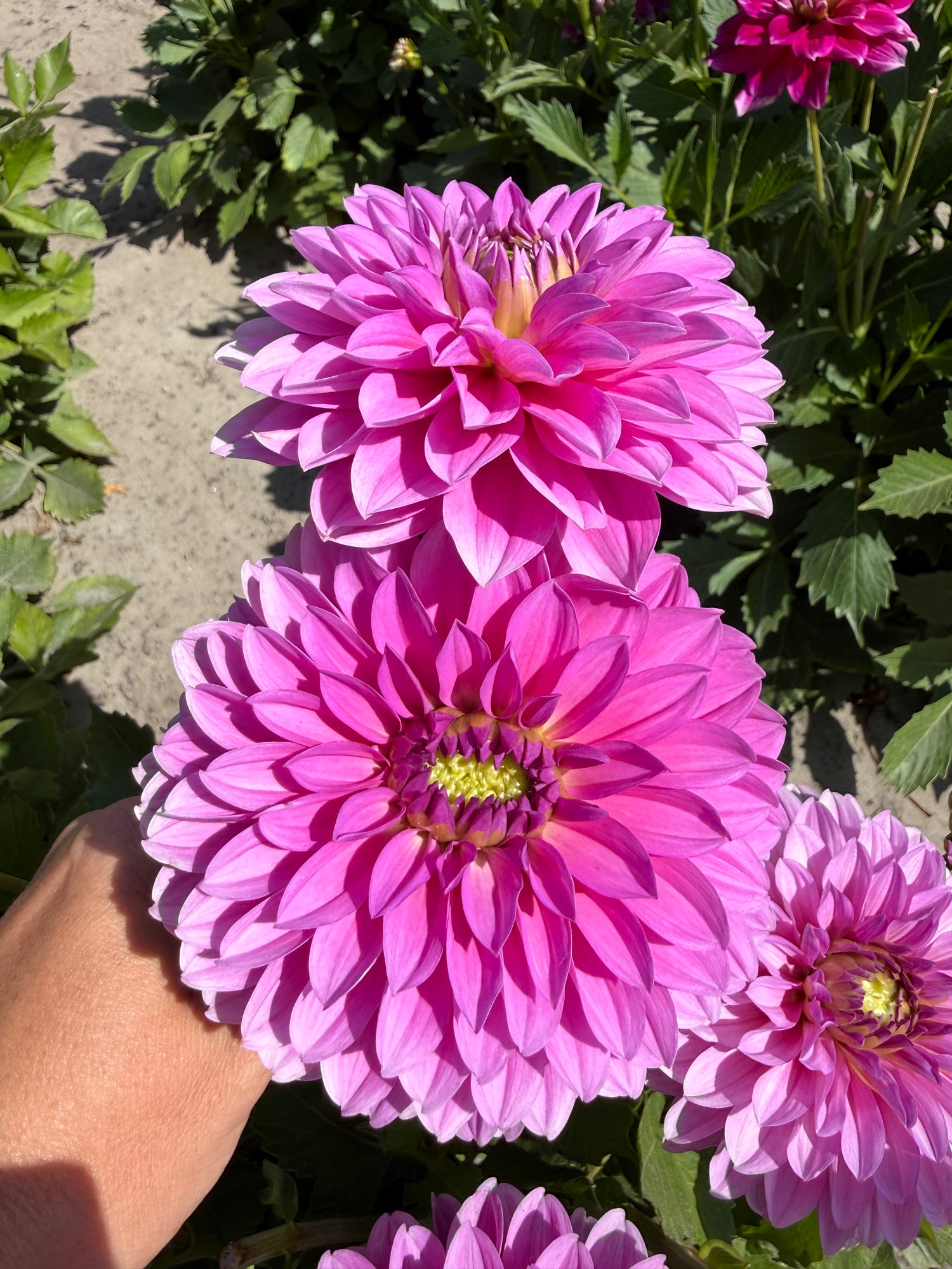 Dahlia Go Go Speckled