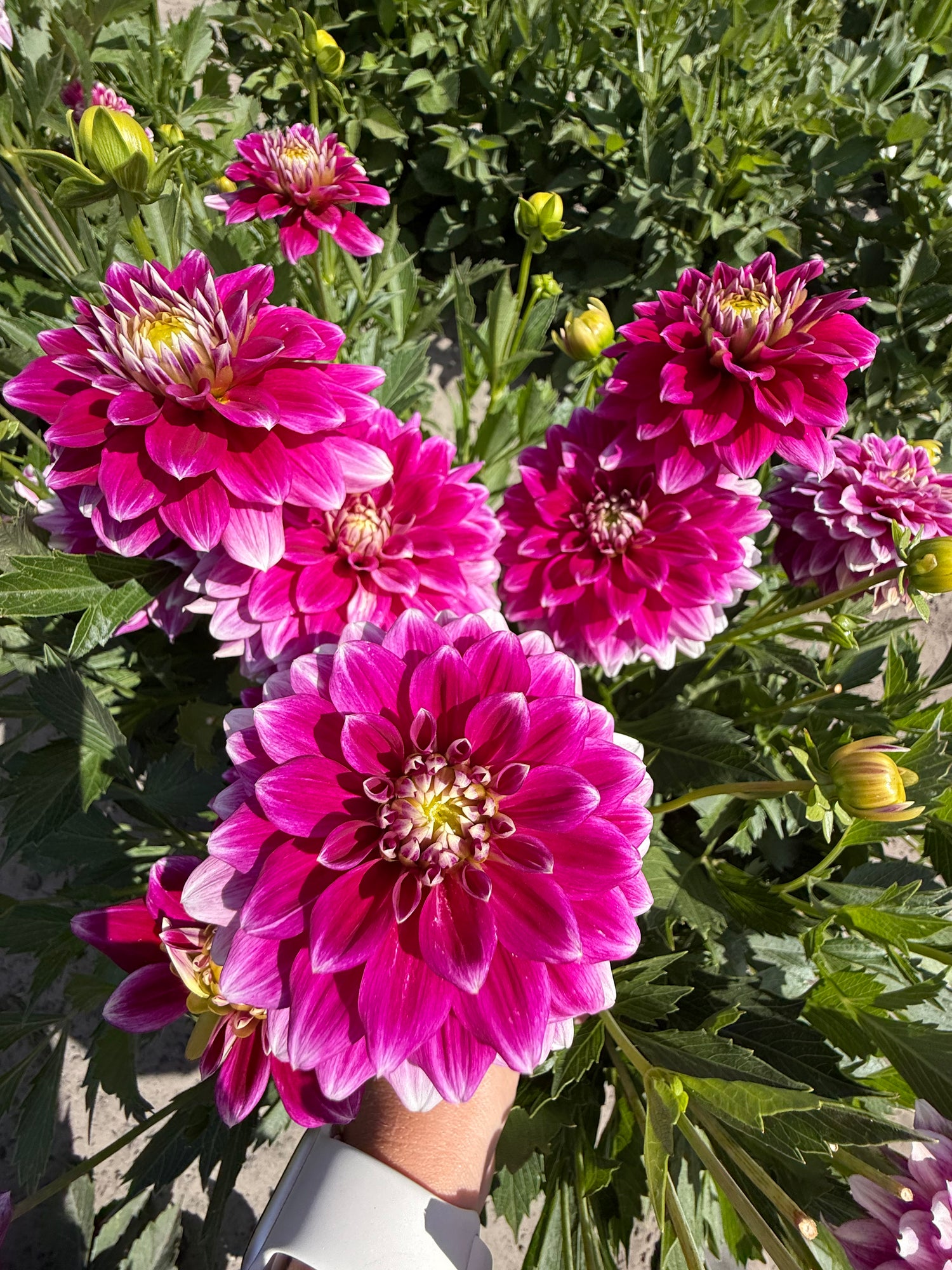 Dahlia Go Go Two-Tone