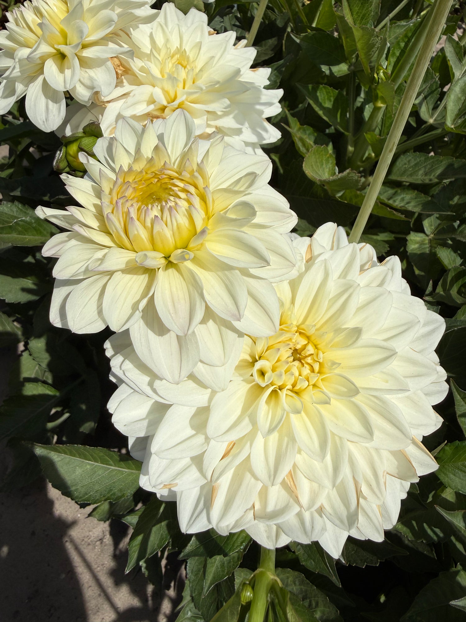 dahlia go go white