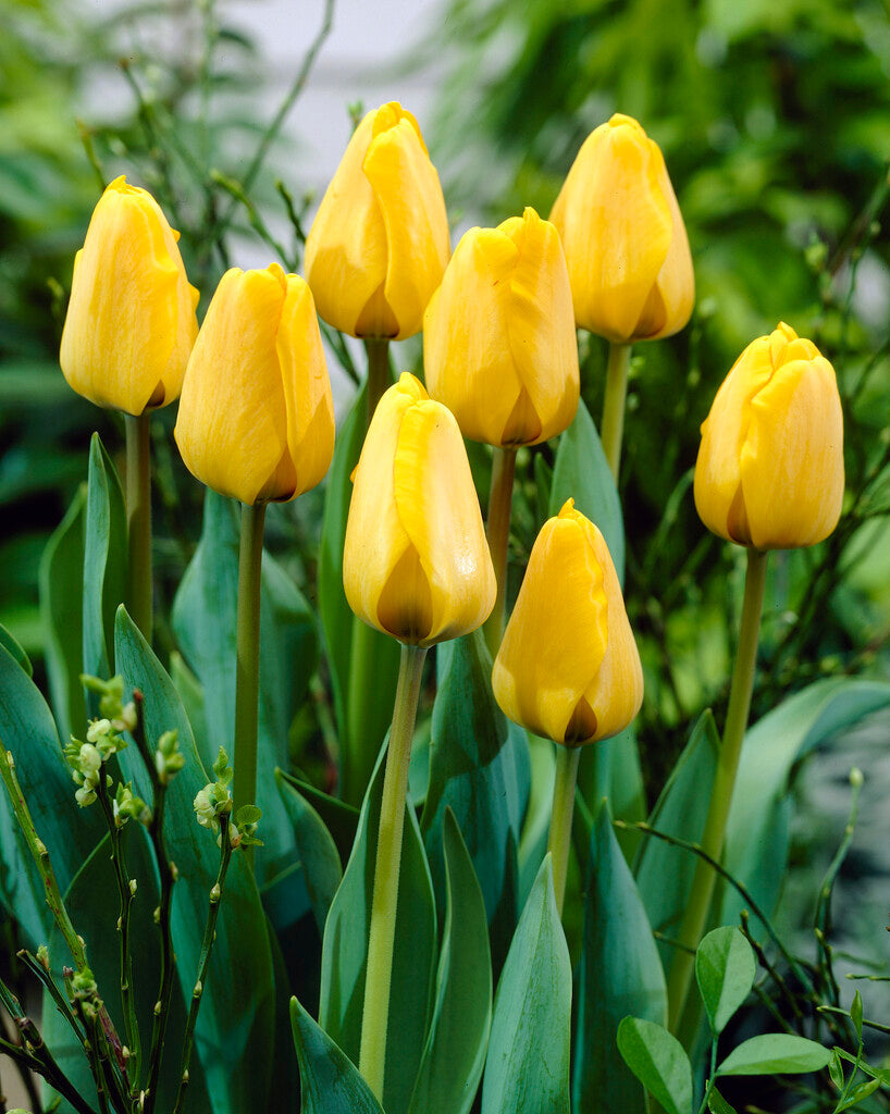 Tulipa Golden Apeldoorn