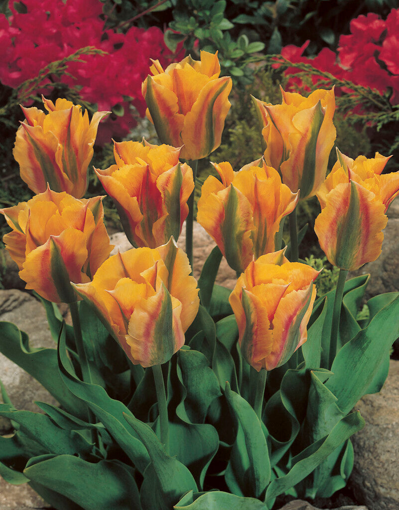 Tulipa Golden Artist