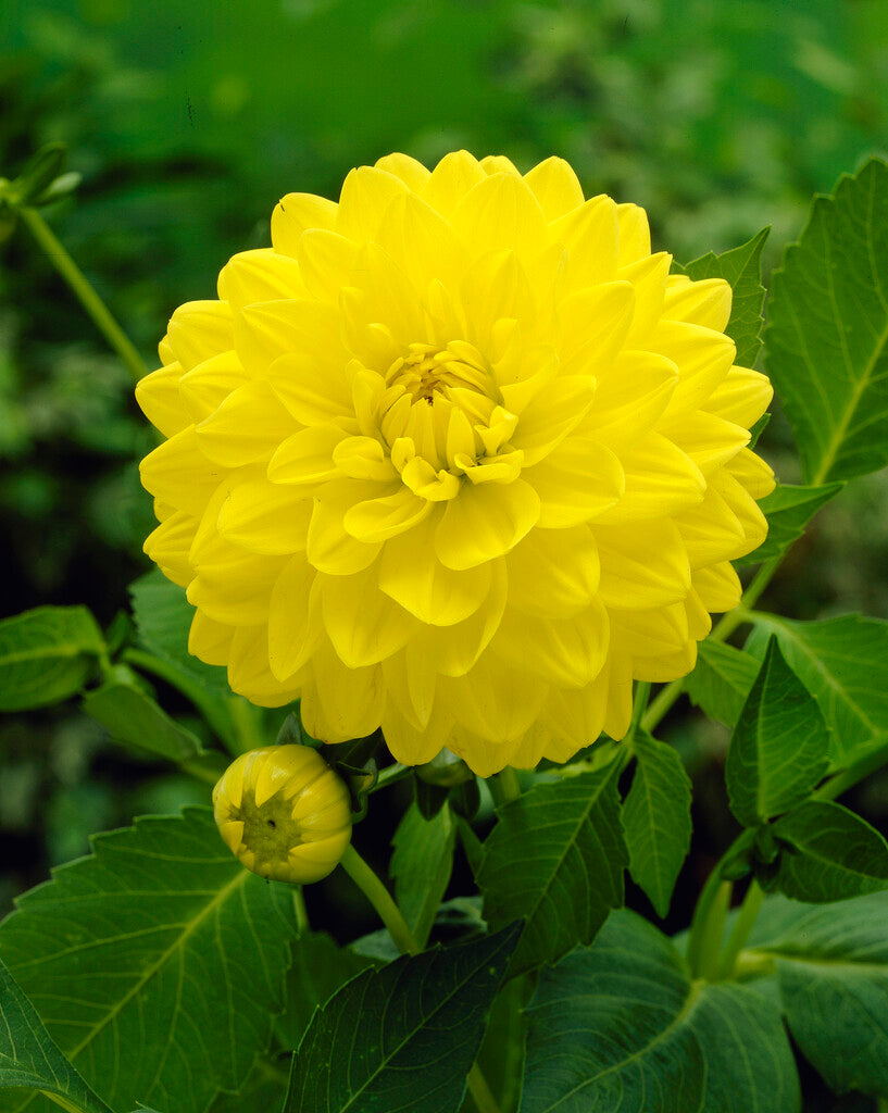 Dahlia Golden Yellow