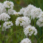 Allium graceful beauty