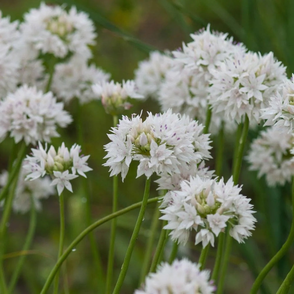 Allium graceful beauty