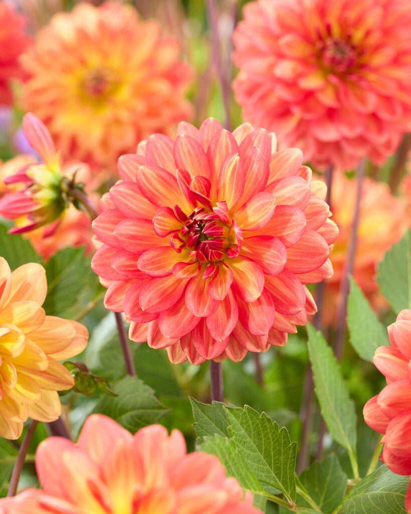 Dahlia Graceland