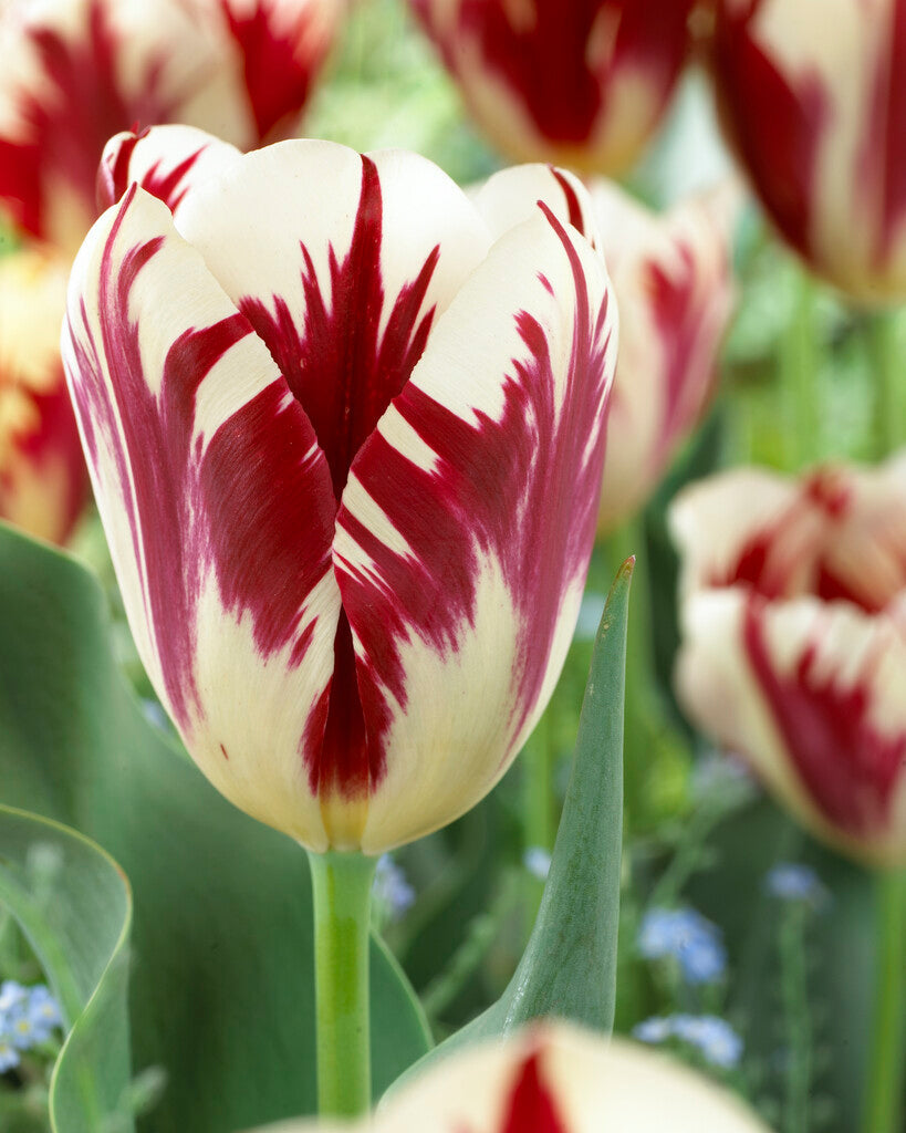 Tulipa Grand Perfection