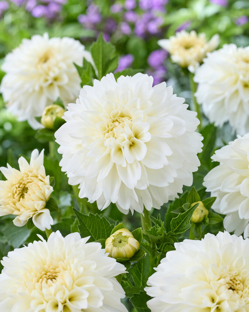 Dahlia Grand Phayenne