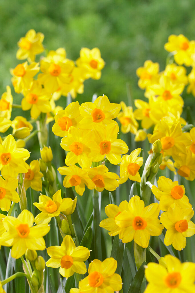 Narcissus Grand Soleil d'Or