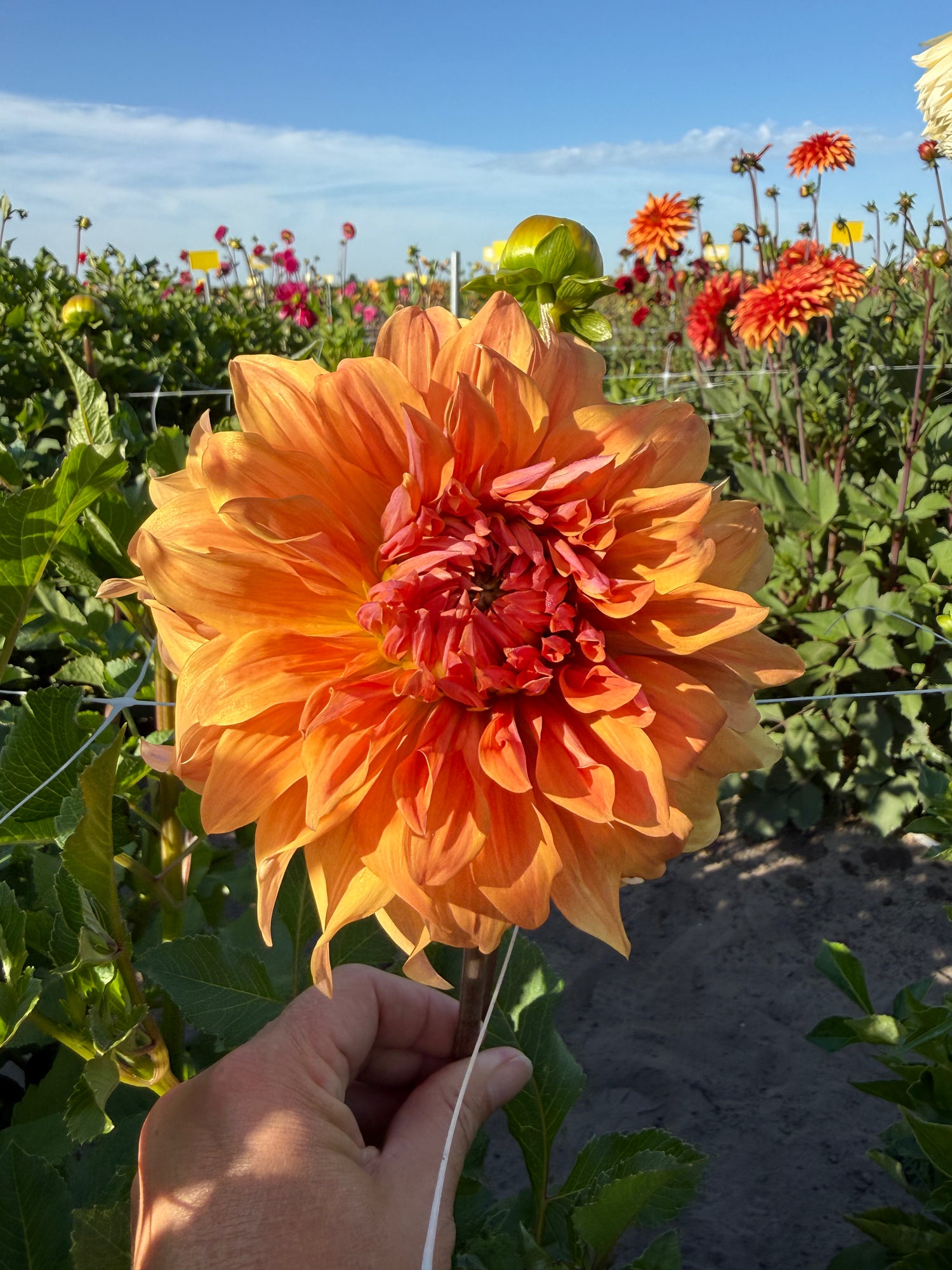 Dahlia Great Hercules