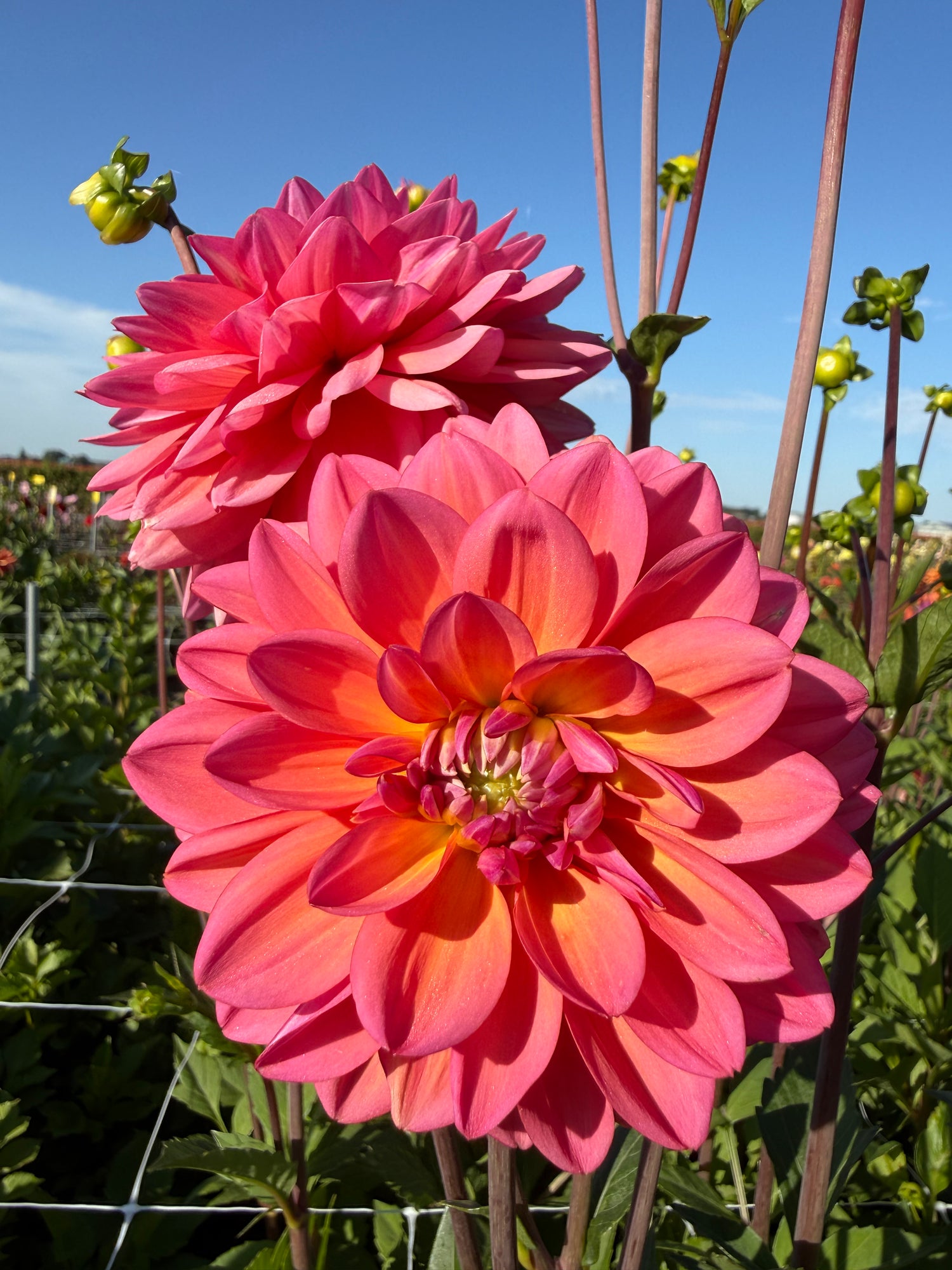 Dahlia Great Silence