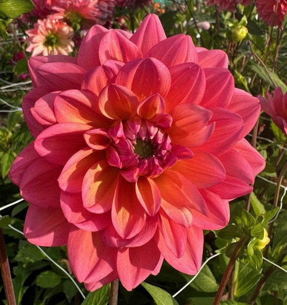 Dahlia Great Silence