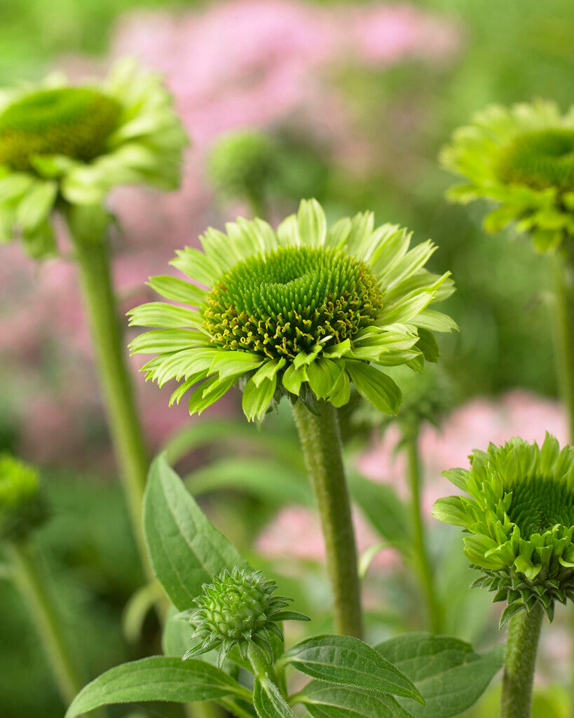 Echinacea Grünes Juwel
