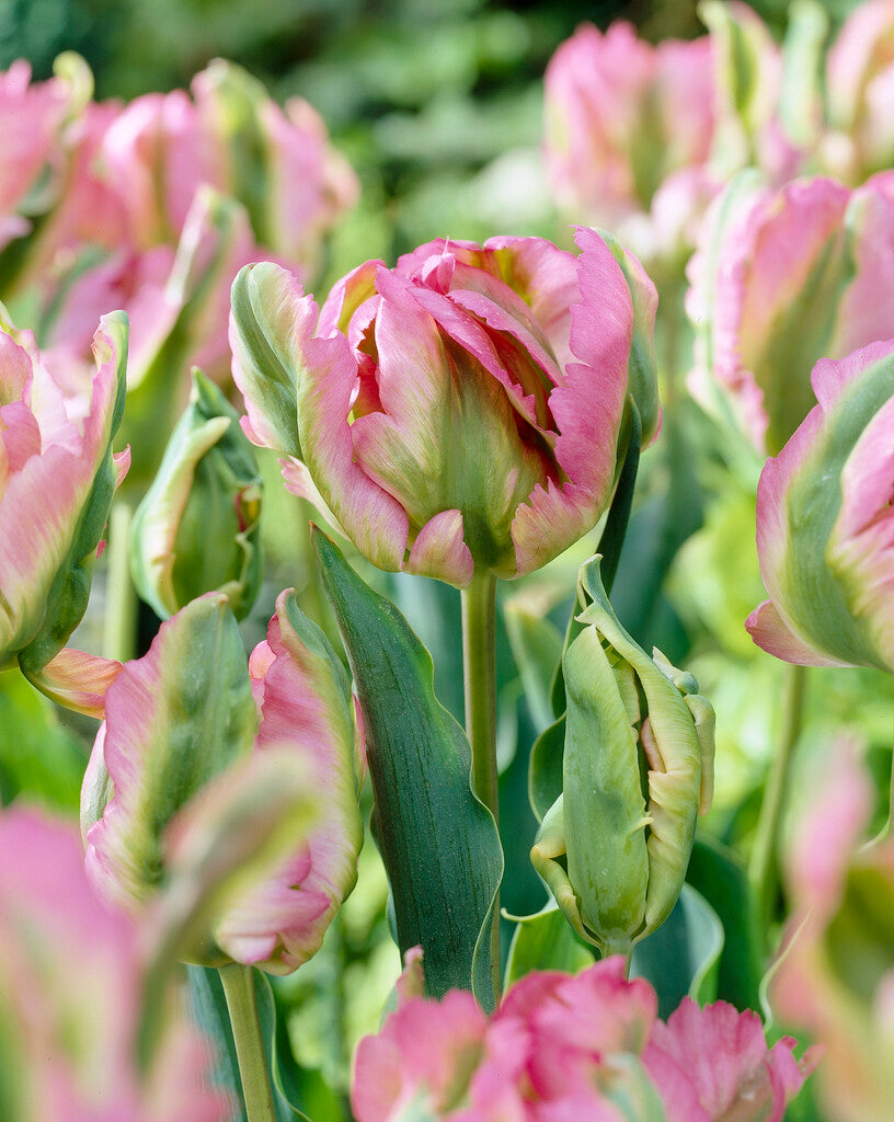 Tulipa Green Wave