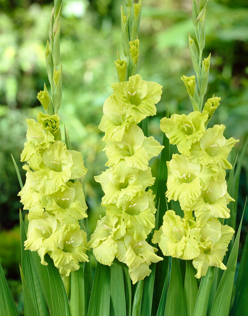 Gladiolus Green Star