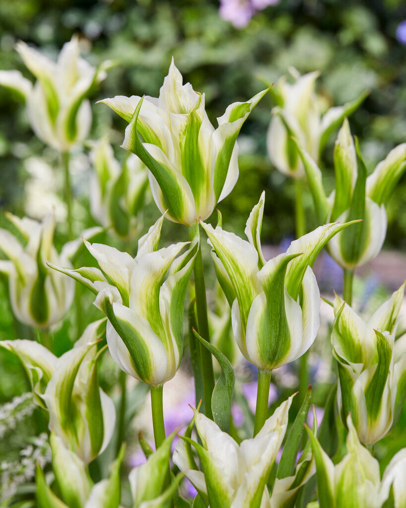 Tulipa Greenstar