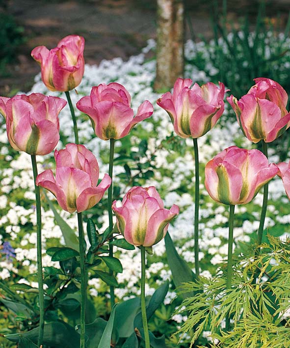Tulipa Grönland