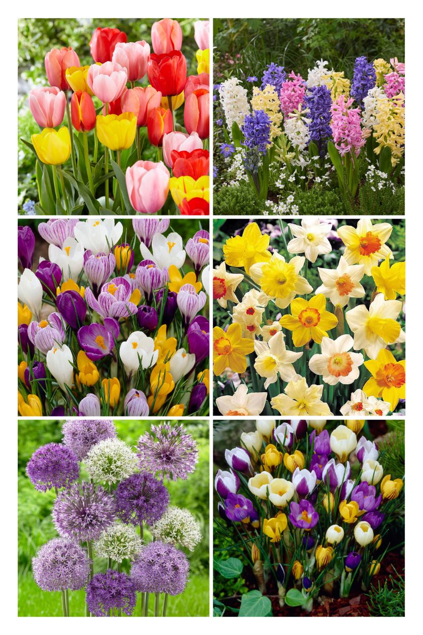 Flower bulbs value pack package