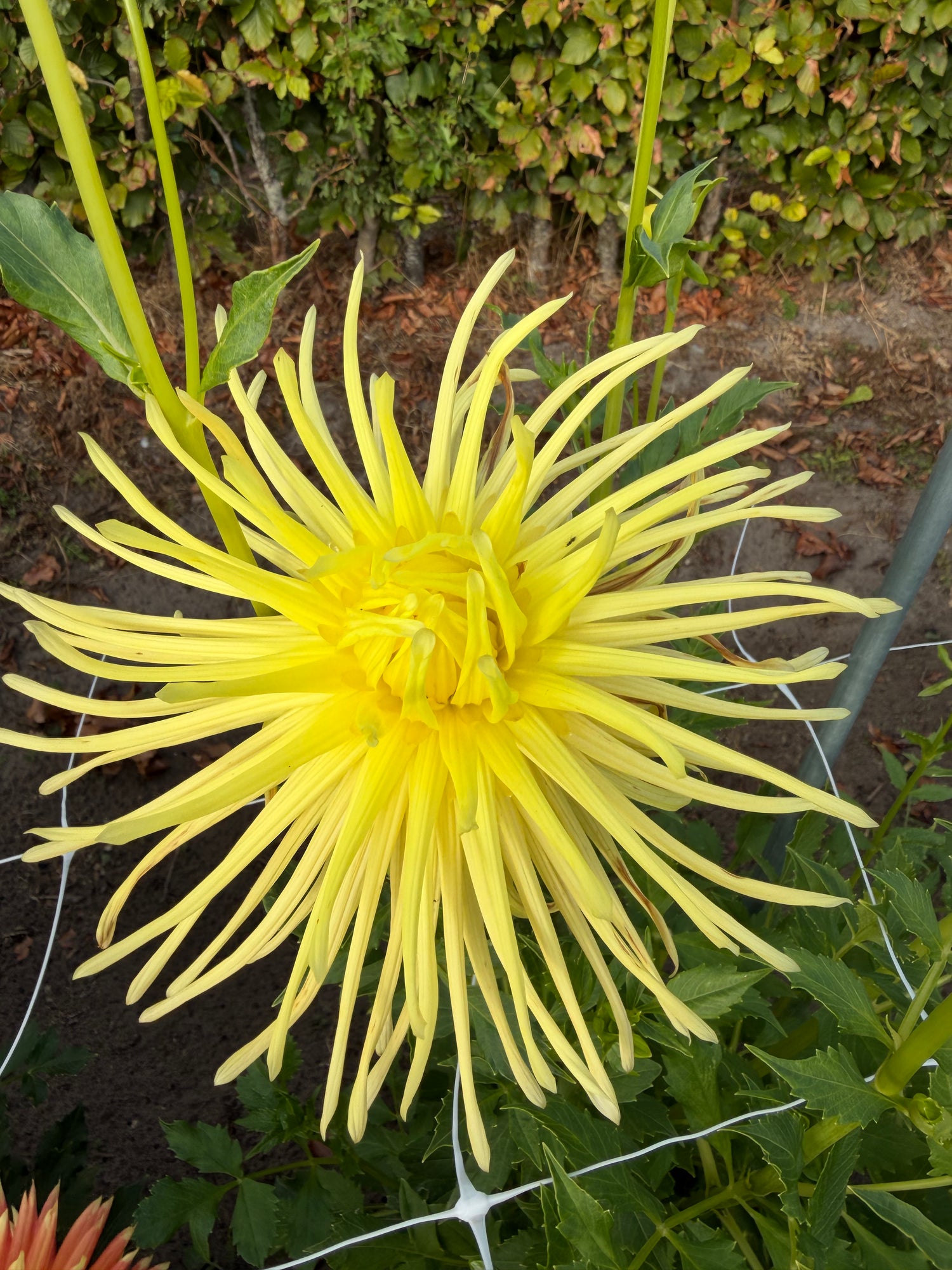 Dahlia Gryson's Yellow Spider