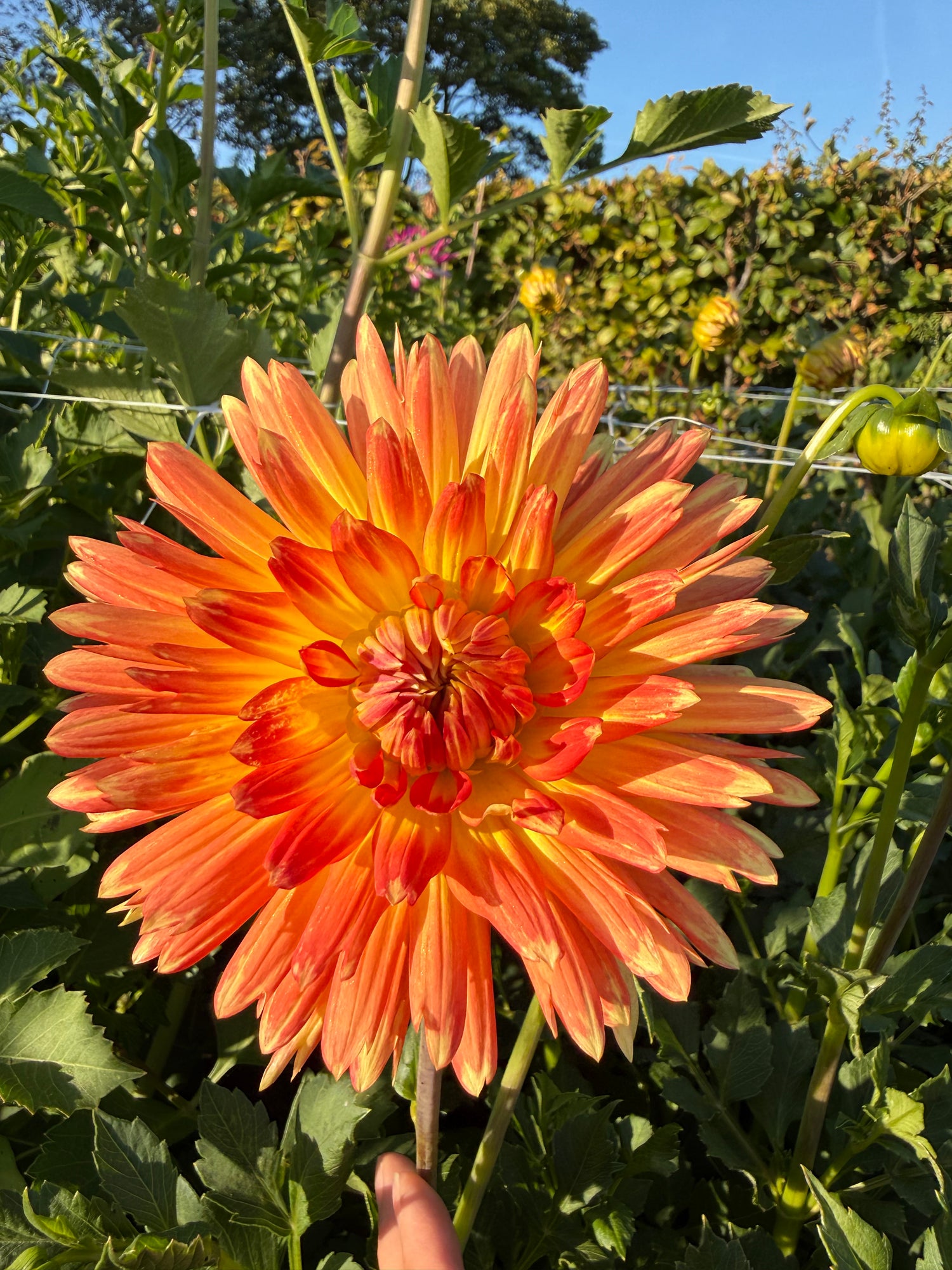 Dahlia Gudoshnik