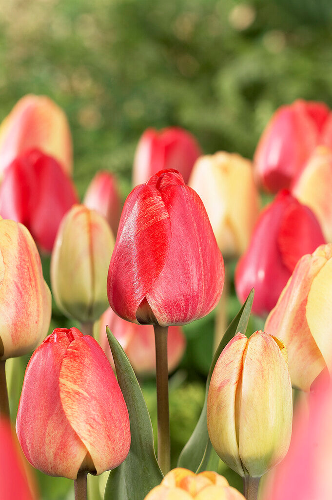 Tulipa Gudoshnik