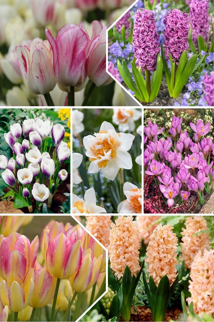 Hailey mix for multi-storey planting