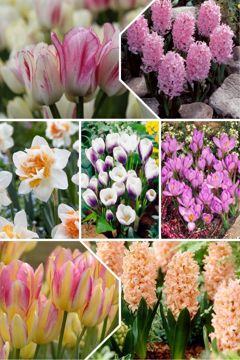 Hailey mix voor etage beplanting