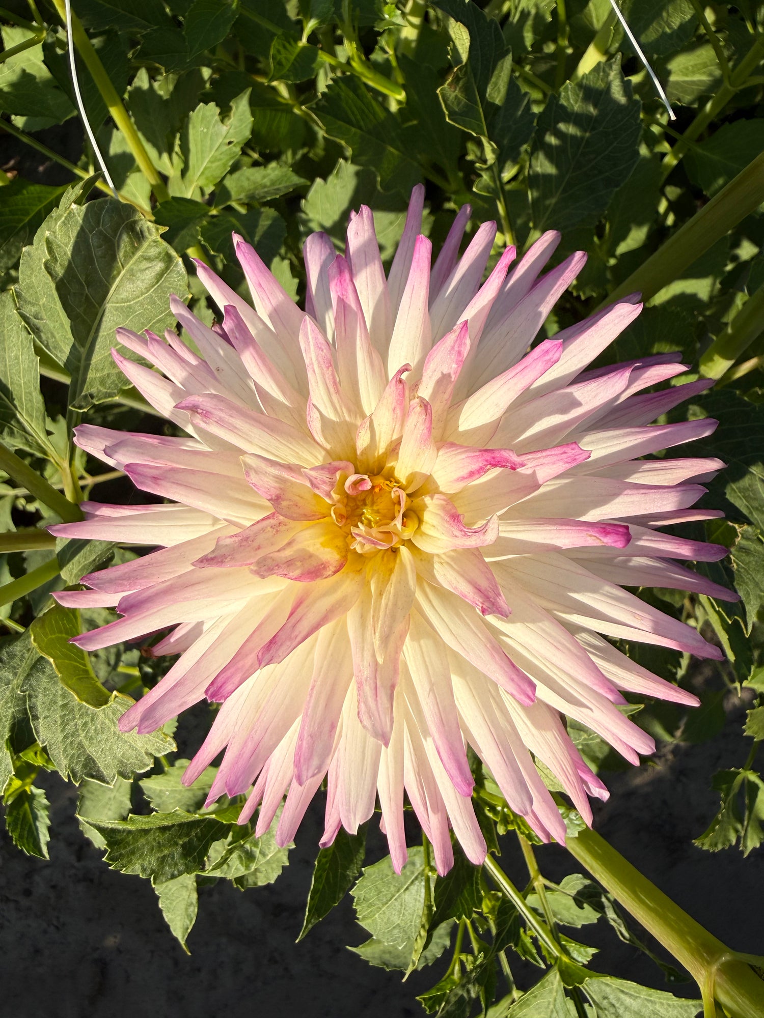 Dahlia Hayley Jane
