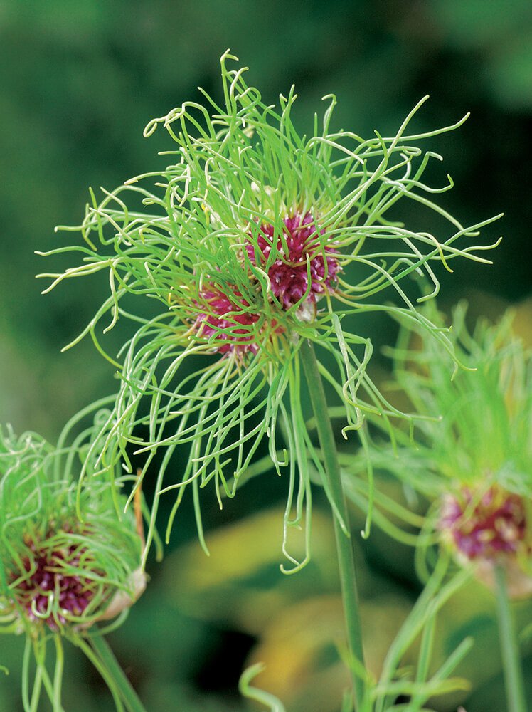 Allium hair