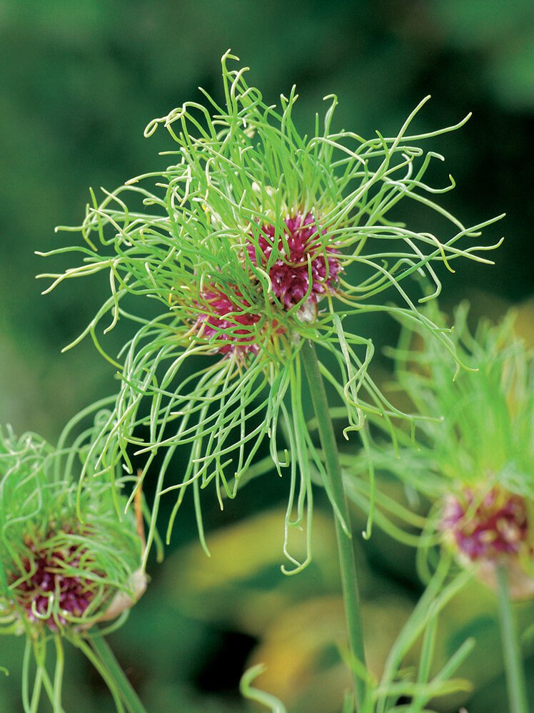 Allium Hair