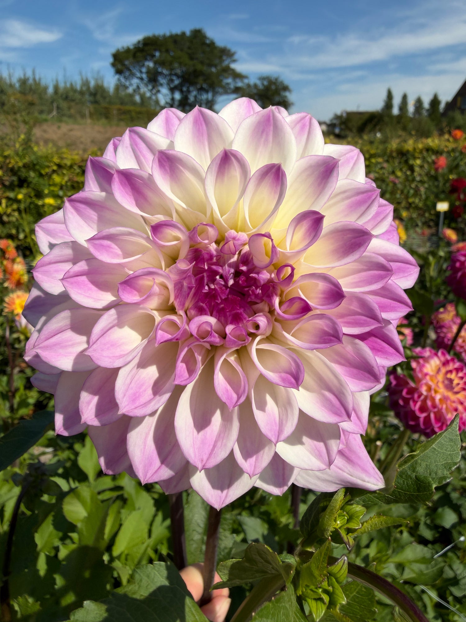 Dahlia Hapet Blue Eyes