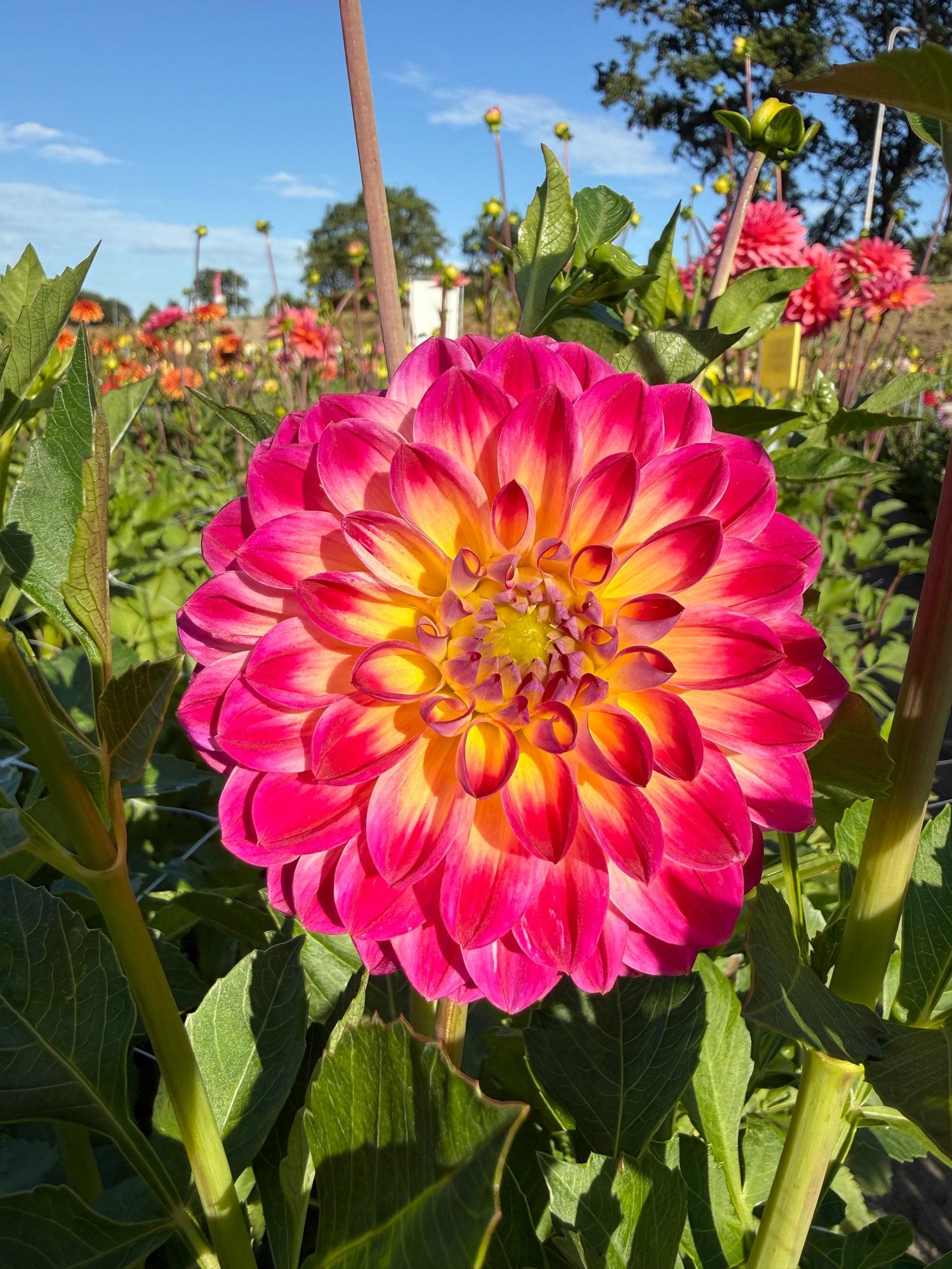 Dahlia Hapet Daydream
