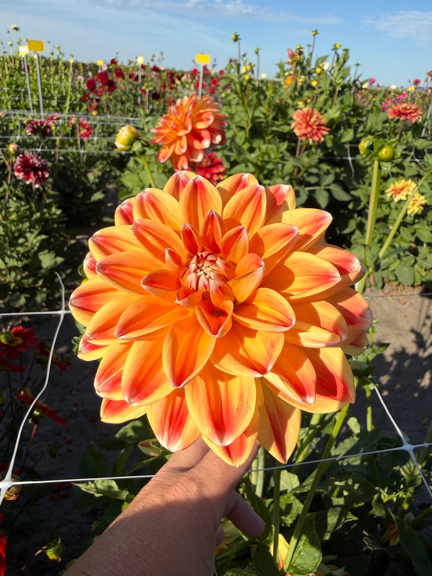 Dahlia Hapet Harmony