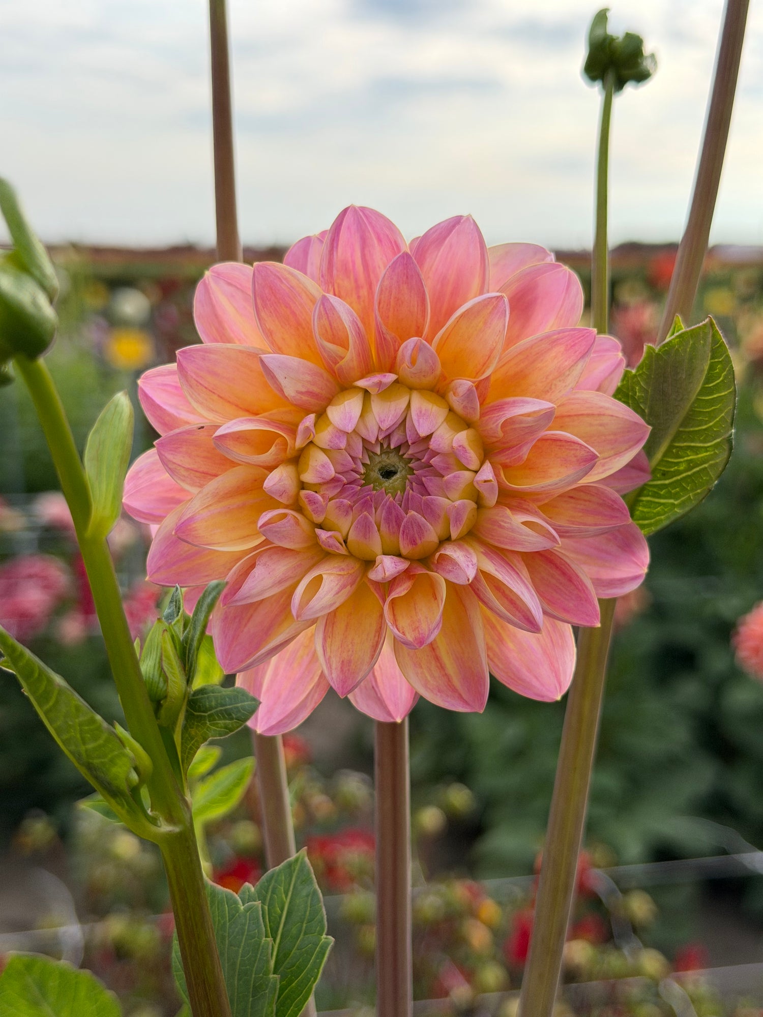 Dahlia Hapet Pastell