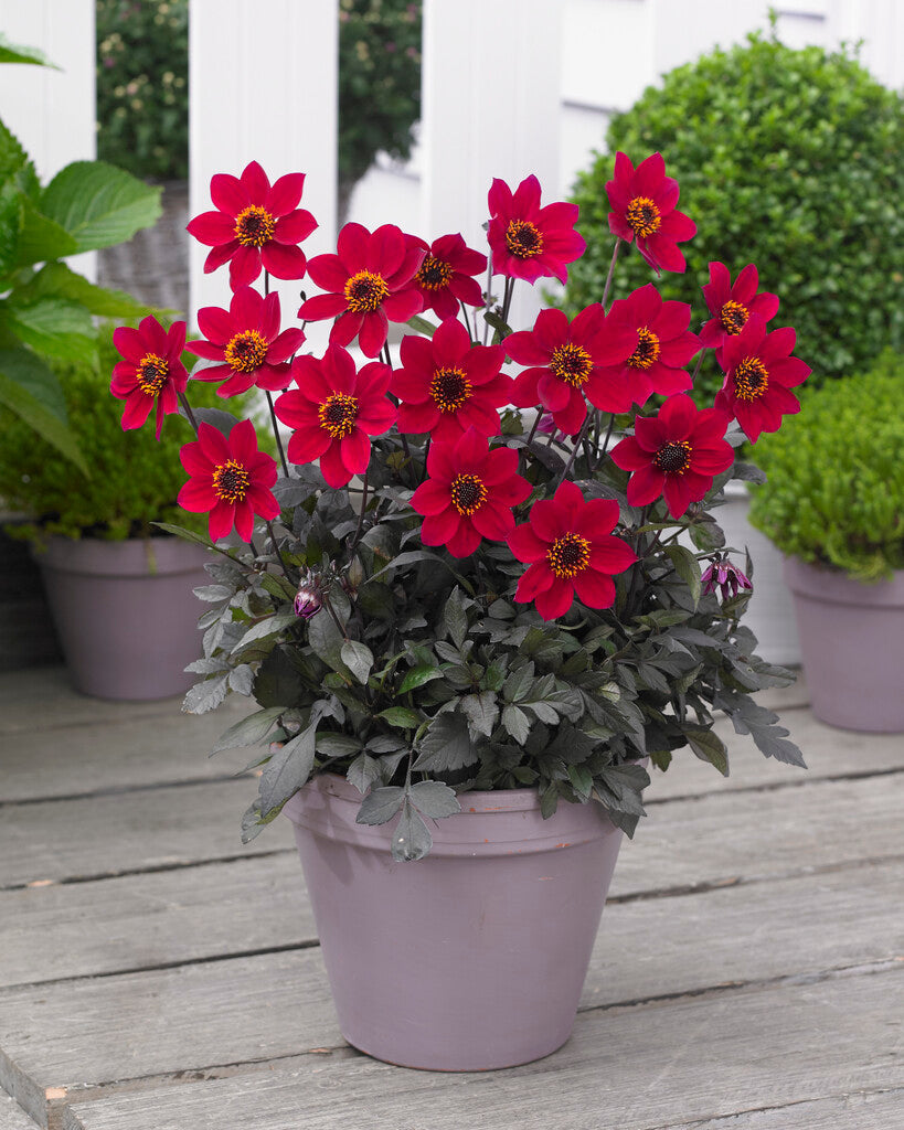 Dahlia Happy Day Cherry Red