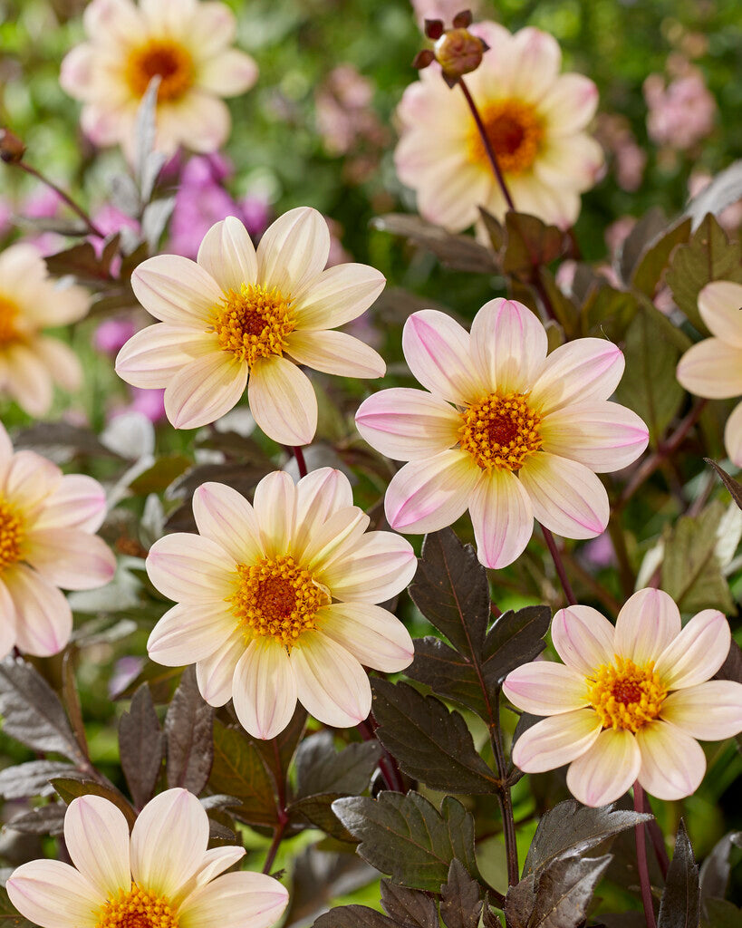 Dahlia Happy Days Creamwhite