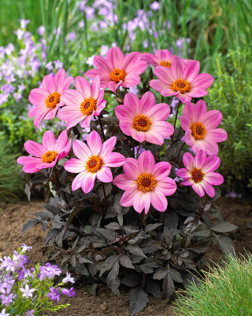 Dahlia Happy Days Pink