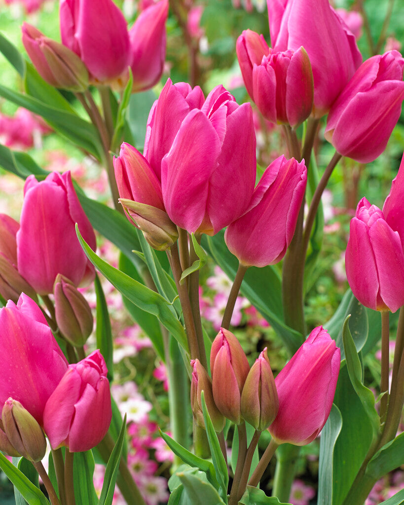 Tulipa, glückliche Familie