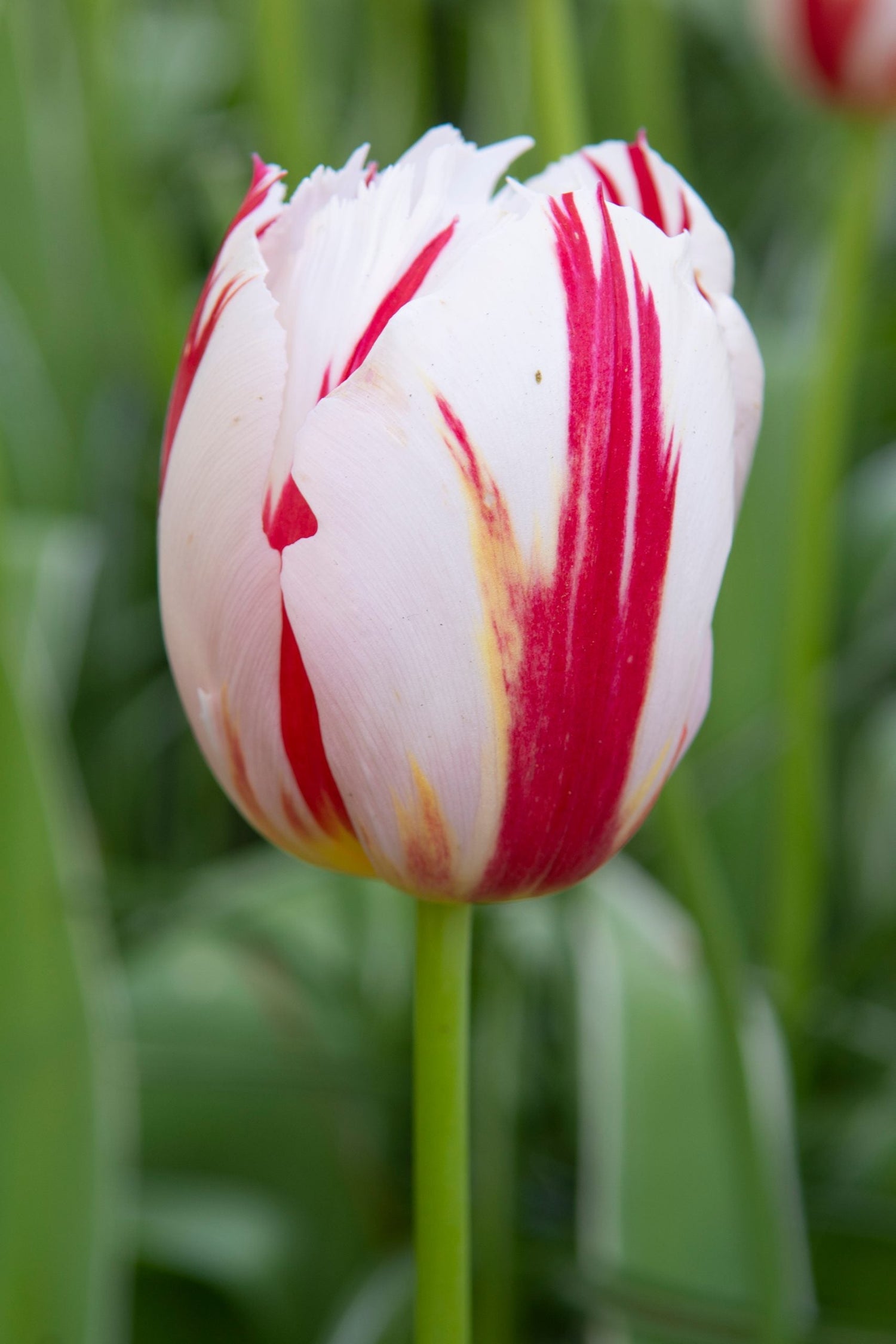 Tulipa Happy Generation