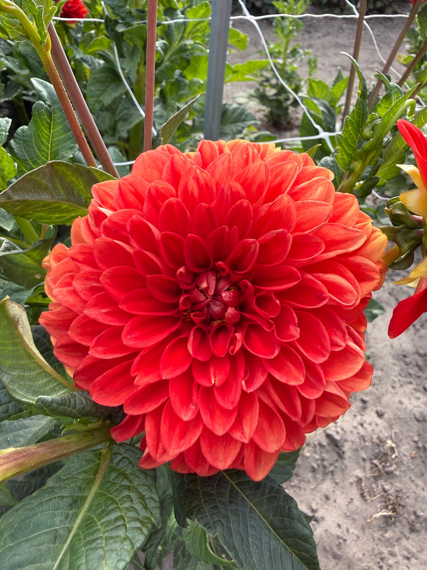 Dahlia Happy Halloween