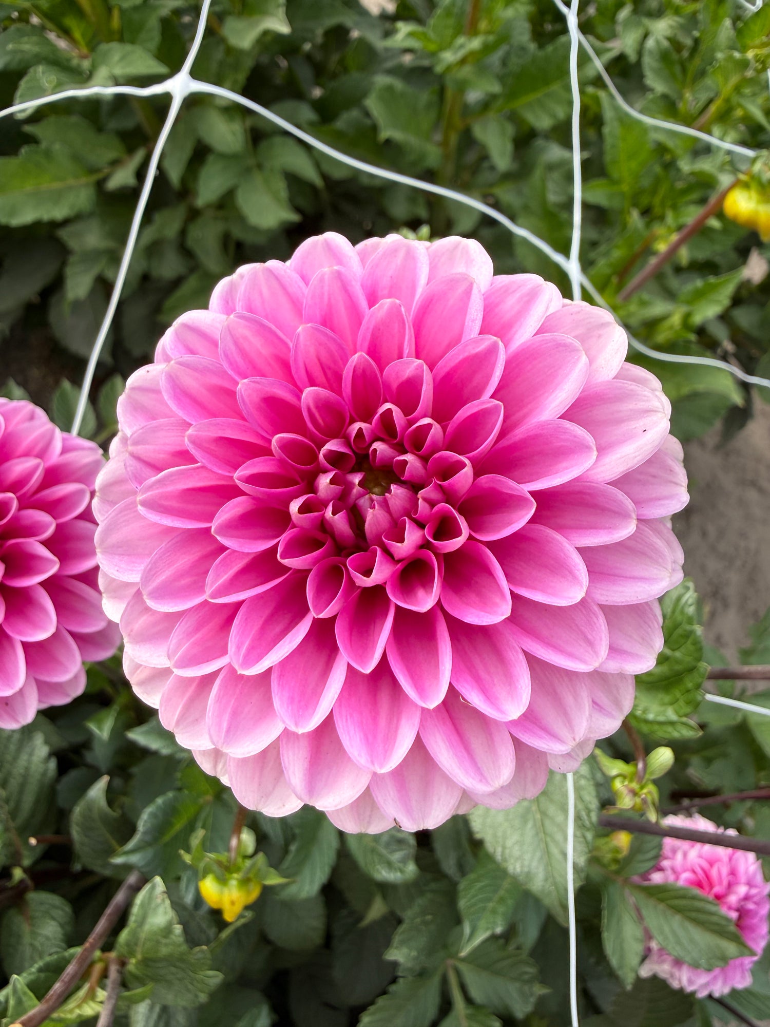 Dahlia Happy Hour