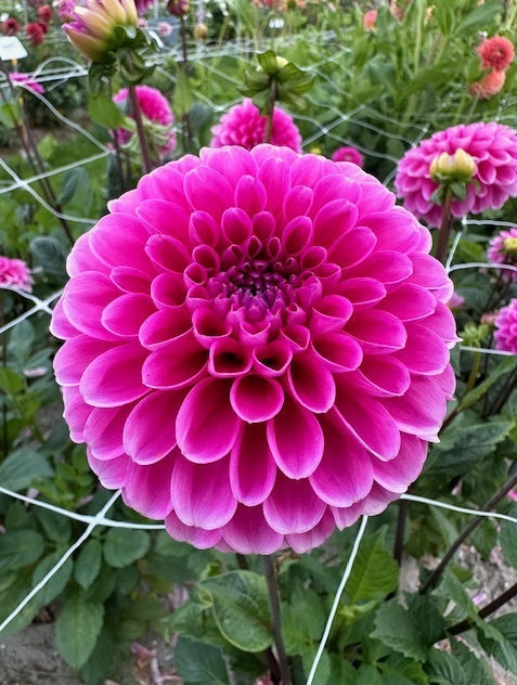 Dahlia Happy Hour